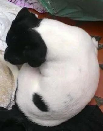 Cachorro ra a LABRADOR COM VIRALATA idade Abaixo de 2 meses nome Nome indefinido