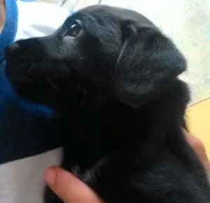 Cachorro raça LABRADOR COM VIRALATA idade Abaixo de 2 meses nome Nome indefinido