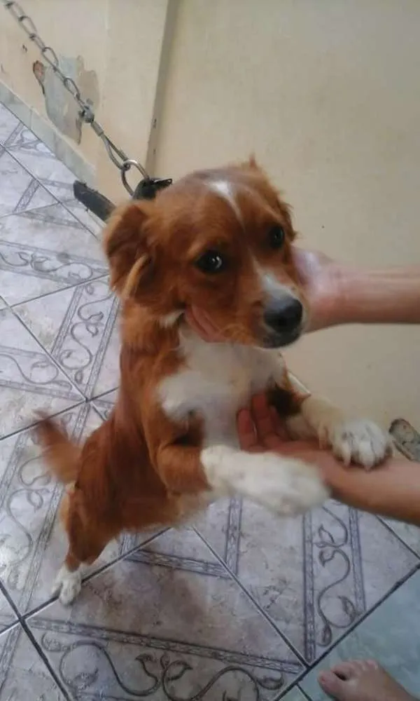 Cachorro ra a viralata idade 7 a 11 meses nome bout