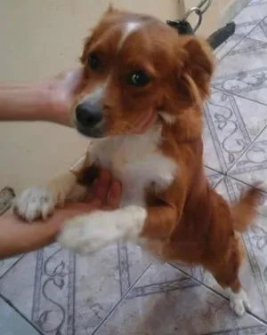 Cachorro raça viralata idade 7 a 11 meses nome bout
