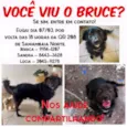 Bruce