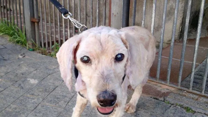 Cachorro raça Poodle idade 6 ou mais anos nome Magoo
