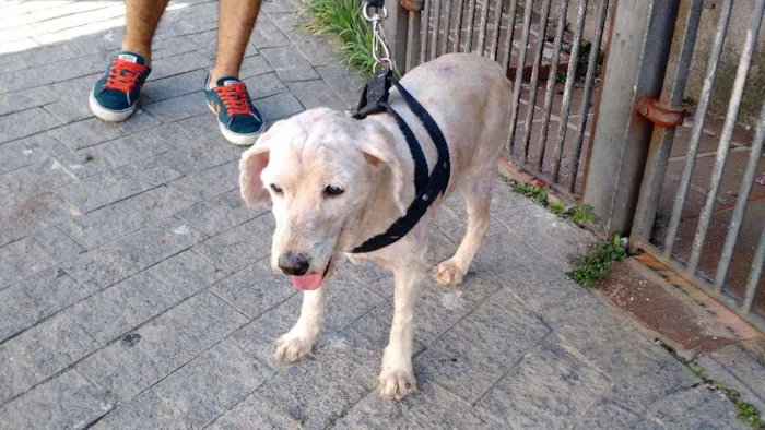 Cachorro raça Poodle idade 6 ou mais anos nome Magoo