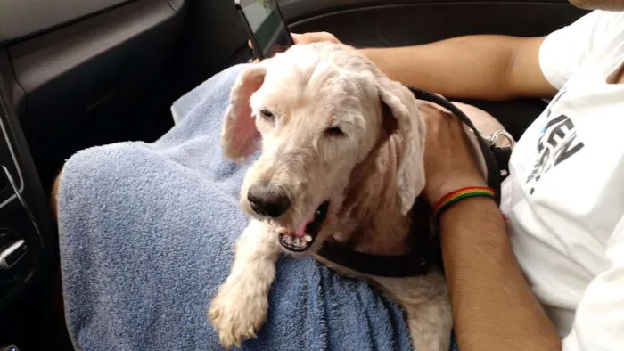 Cachorro raça Poodle idade 6 ou mais anos nome Magoo
