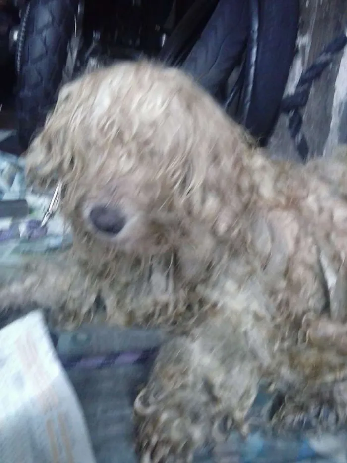 Cachorro raça Poodle idade 6 ou mais anos nome Magoo