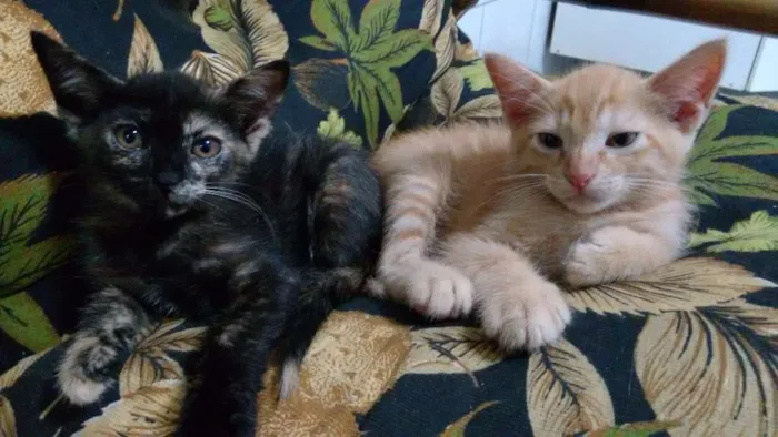 Gato ra a ndf idade 2 a 6 meses nome Nao definido