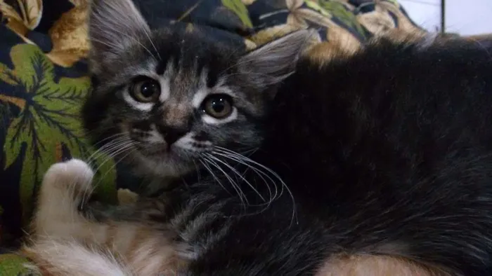 Gato ra a ndf idade 2 a 6 meses nome Nao definido