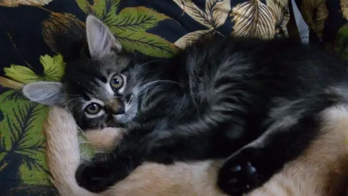 Gato ra a ndf idade 2 a 6 meses nome Nao definido