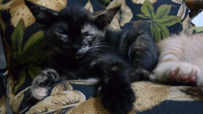 Gato ra a ndf idade 2 a 6 meses nome Nao definido