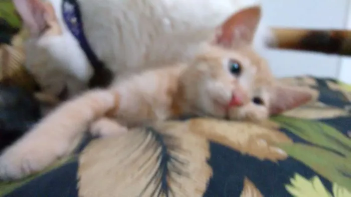 Gato ra a ndf idade 2 a 6 meses nome Nao definido