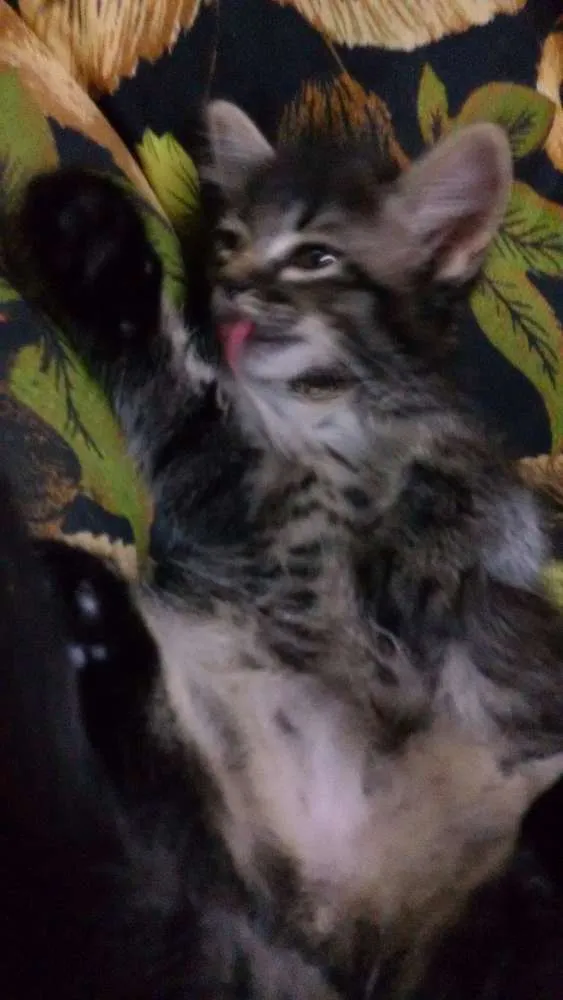 Gato ra a ndf idade 2 a 6 meses nome Nao definido