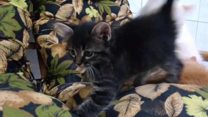 Gato ra a ndf idade 2 a 6 meses nome Nao definido
