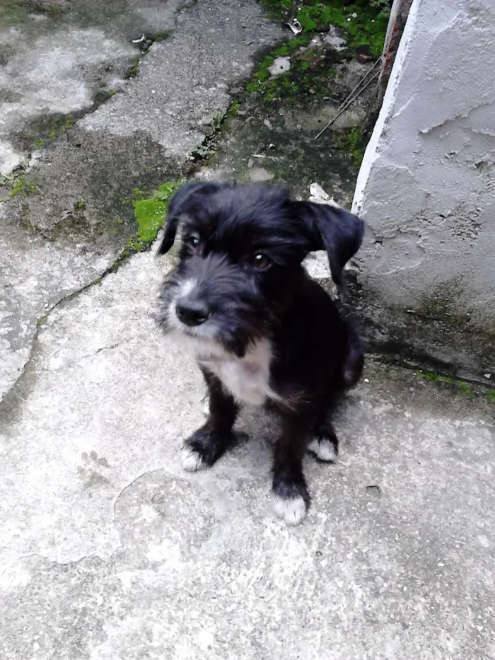 Cachorro ra a SRD idade 2 a 6 meses nome Jujuba