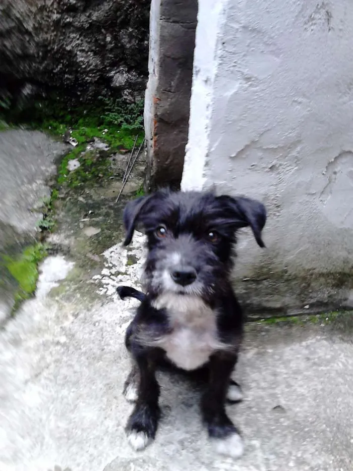 Cachorro ra a SRD idade 2 a 6 meses nome Jujuba