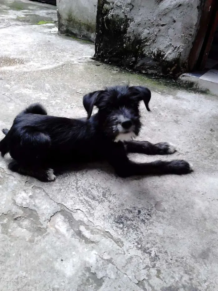 Cachorro ra a SRD idade 2 a 6 meses nome Jujuba