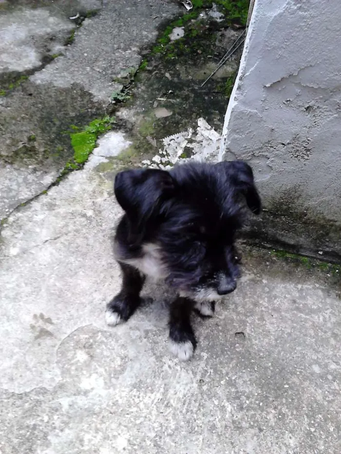 Cachorro ra a SRD idade 2 a 6 meses nome Jujuba