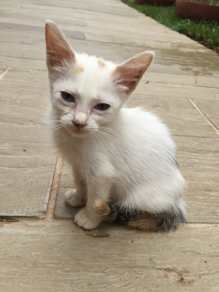 Gato raça Indefinida idade 2 a 6 meses nome São 11 bebês gatos
