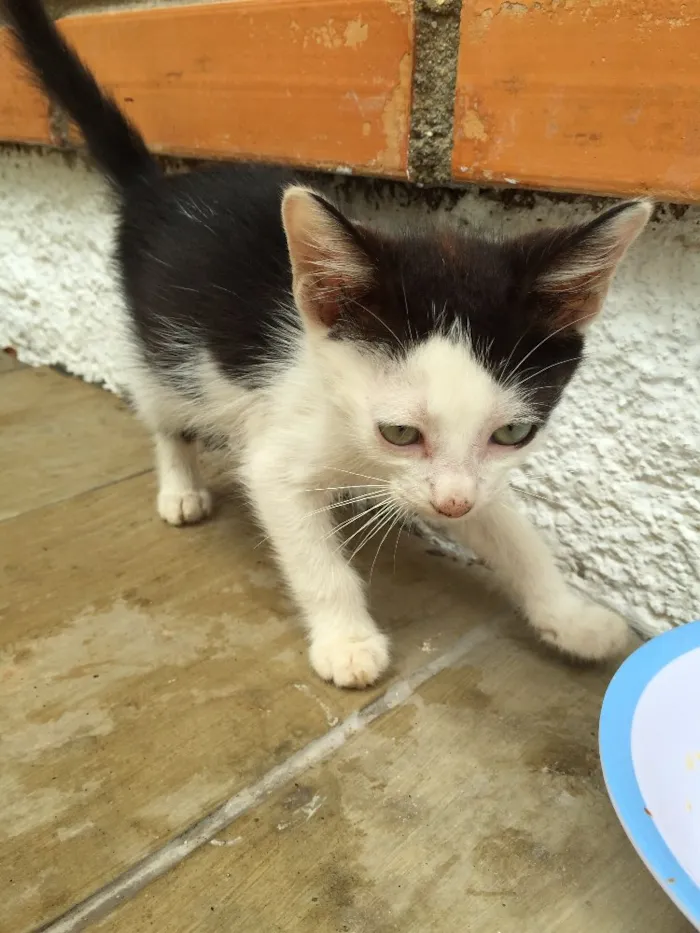 Gato raça Indefinida idade 2 a 6 meses nome São 11 bebês gatos