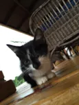 São 11 bebês gatos