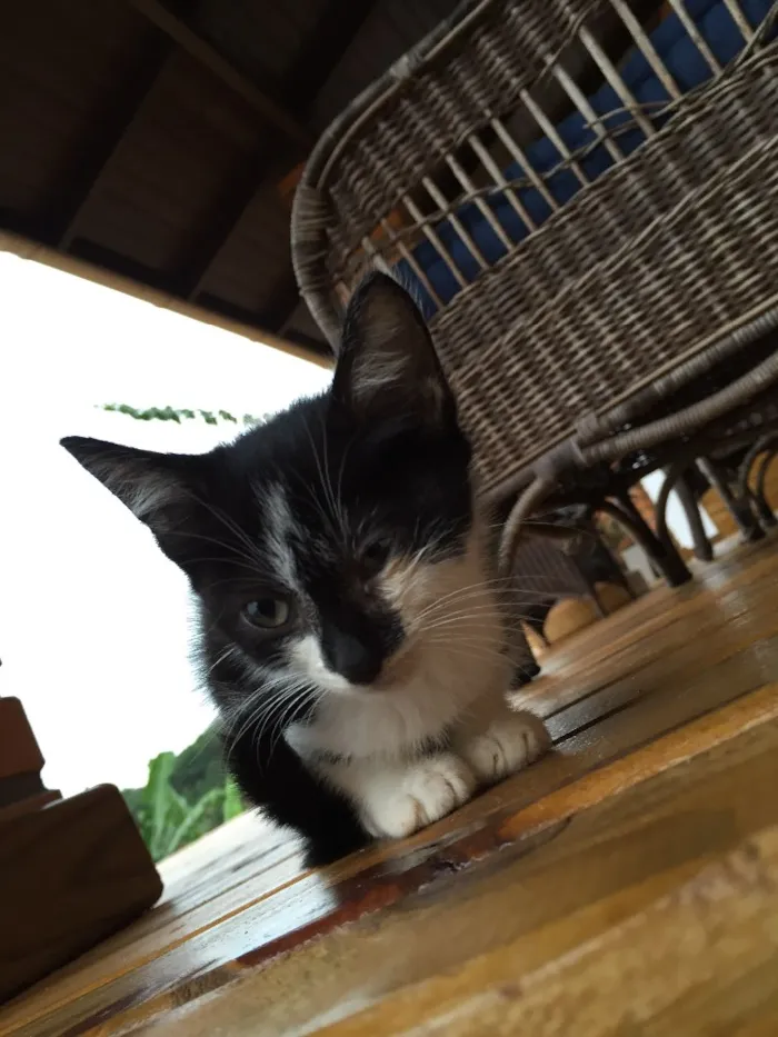 Gato raça Indefinida idade 2 a 6 meses nome São 11 bebês gatos