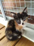 São 11 bebês gatos