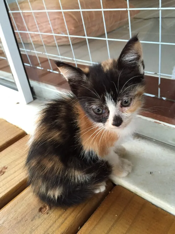 Gato raça Indefinida idade 2 a 6 meses nome São 11 bebês gatos