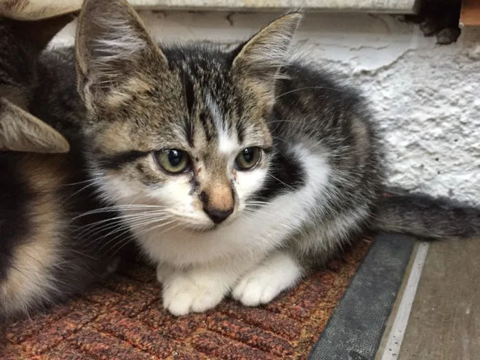 Gato raça Indefinida idade 2 a 6 meses nome São 11 bebês gatos