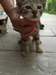 São 11 bebês gatos