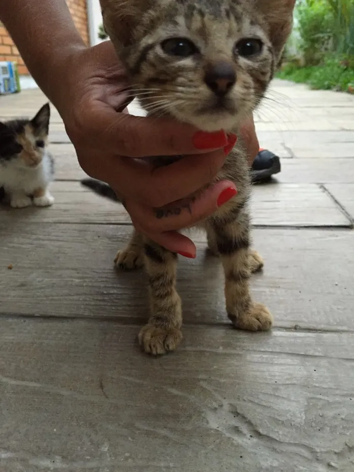 Gato raça Indefinida idade 2 a 6 meses nome São 11 bebês gatos