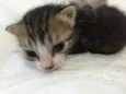 São 11 bebês gatos