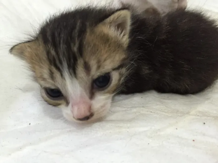 Gato raça Indefinida idade 2 a 6 meses nome São 11 bebês gatos