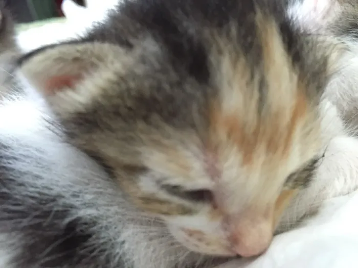 Gato raça Indefinida idade 2 a 6 meses nome São 11 bebês gatos