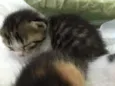 São 11 bebês gatos