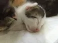 São 11 bebês gatos