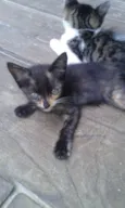São 11 bebês gatos