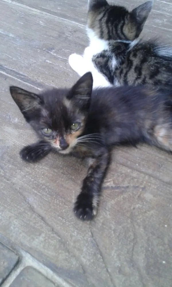 Gato raça Indefinida idade 2 a 6 meses nome São 11 bebês gatos