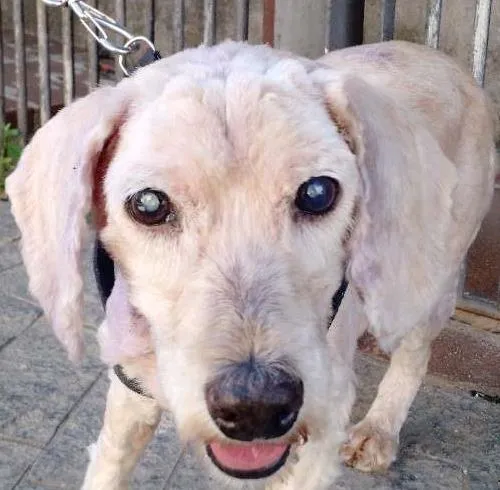 Cachorro raça Poodle idade 6 ou mais anos nome Magoo