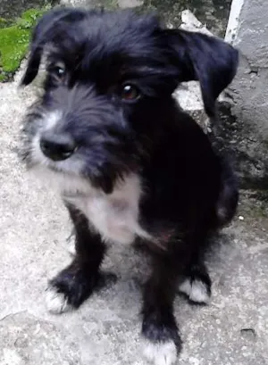 Cachorro raça SRD idade 2 a 6 meses nome Jujuba