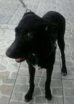 Cachorro raça Labrador idade 2 a 6 meses nome Dudinha 