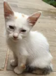 São 11 bebês gatos