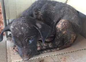 Cachorro raça Vira lata idade Abaixo de 2 meses nome Não sei 