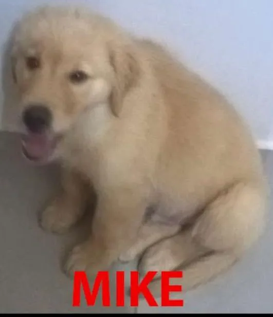 Cachorro ra a Golden Retriever idade 2 a 6 meses nome Mike GRATIFICA