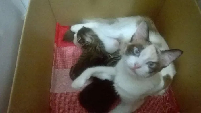 Gato ra a nao sei idade Abaixo de 2 meses nome Bebes