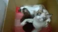 Bebes