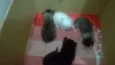 Bebes