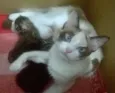 Bebes