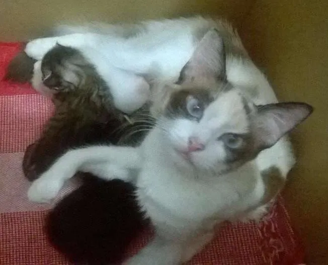Gato ra a nao sei idade Abaixo de 2 meses nome Bebes