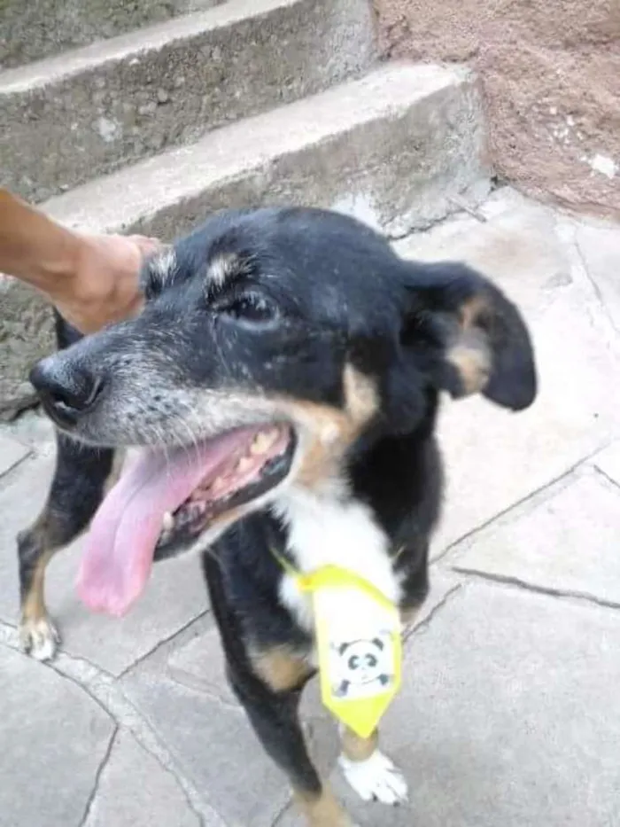 Cachorro ra a Vira lata idade 6 ou mais anos nome Lupi