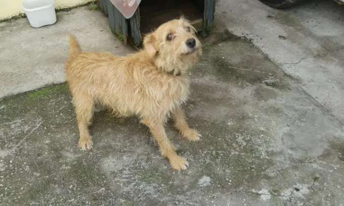 Cachorro ra a Vira lata idade 7 a 11 meses nome Pink