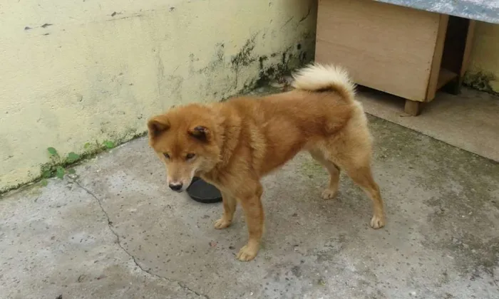 Cachorro ra a Akita idade 5 anos nome Nick